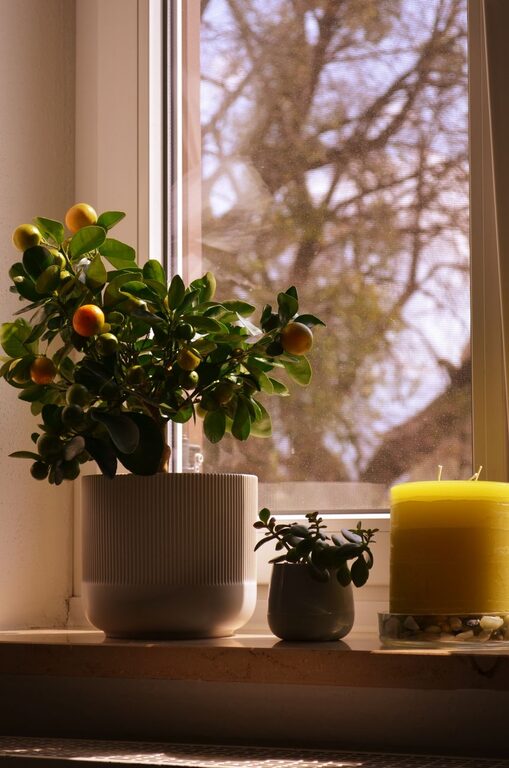 How to Refresh Your Home with Plants: A Simple Guide for Every Room